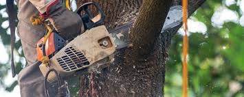 Reliable Greenbrier, AR Tree Care  Solutions