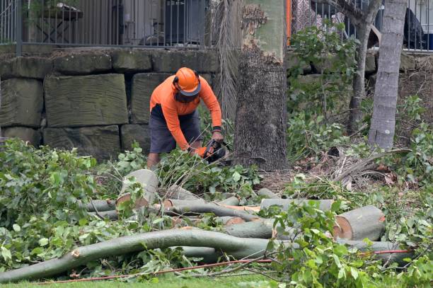 How Our Tree Care Process Works  in  Greenbrier, AR